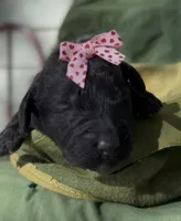 Adel , a female Schnoodle for sale in Hamilton, TX – Photo 1 of 2