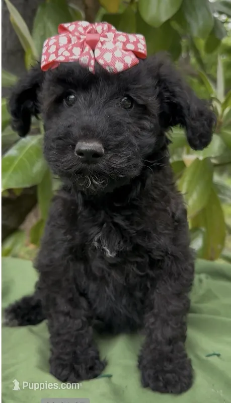 Adel  – Schnoodle puppy for sale in Hamilton, TX