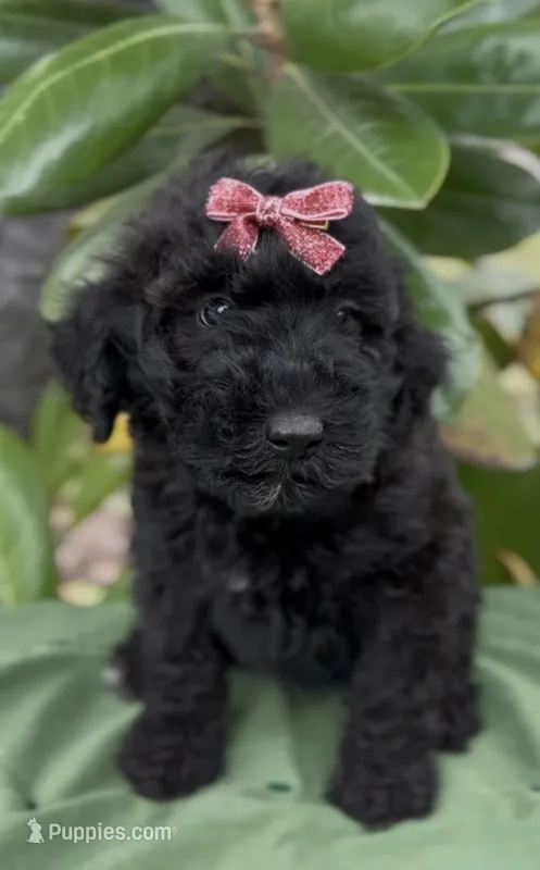 Adel  – Schnoodle puppy for sale in Hamilton, TX