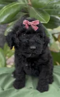 Adel , a female Schnoodle for sale in Hamilton, TX – Photo 1 of 7