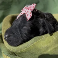 Adel , a female Schnoodle for sale in Hamilton, TX – Photo 7 of 7