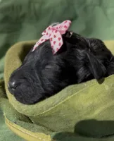 Adel , a female Schnoodle for sale in Hamilton, TX – Photo 2 of 2