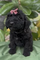 Adel , a female Schnoodle for sale in Hamilton, TX – Photo 2 of 7