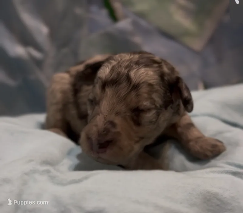 Harvey – Schnoodle puppy for sale in Hamilton, TX