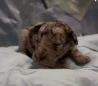 Harvey, a male Schnoodle for sale in Hamilton, TX – 1 of 2