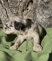 Preston , a male Schnoodle for sale in Hamilton, TX – 3 of 3