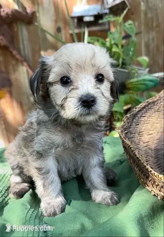Joel – Schnoodle puppy for sale in Hamilton, TX