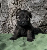Zachary, a male Schnoodle for sale in Hamilton, TX – 3 of 3