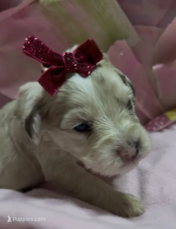 Pearl  – Schnoodle puppy for sale in Hamilton, TX