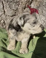 Pheobe, a female Schnoodle for sale in Hamilton, TX – 3 of 4