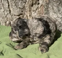 Parker, a male Schnoodle for sale in Hamilton, TX – 2 of 3