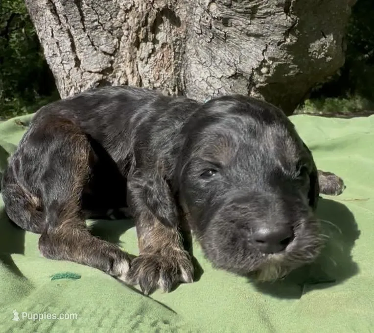 Emerson  – Afghan Hound, Poodle - Standard  puppy for sale in Hamilton, TX