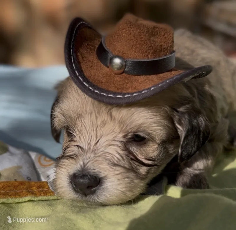 Joel – Schnoodle puppy for sale in Hamilton, TX