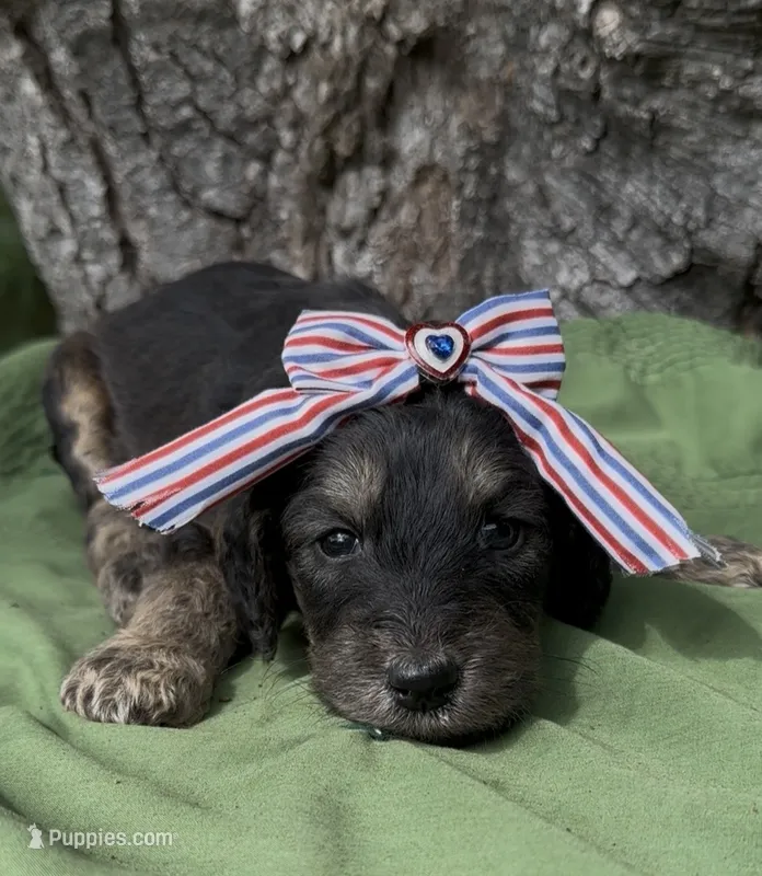 Emily – Afghan Hound, Poodle - Standard  puppy for sale in Hamilton, TX