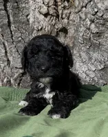Zain, a male Schnoodle for sale in Hamilton, TX – 3 of 3