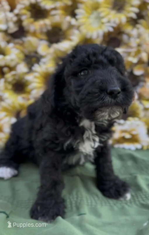 Zain – Schnoodle puppy for sale in Hamilton, TX