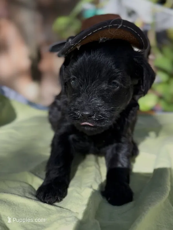 Frances – Schnoodle puppy for sale in Hamilton, TX