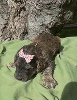 Ember, a female Afghan Hound and Poodle - Standard  for sale in Hamilton, TX – Photo 3 of 3