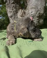 Ember, a female Afghan Hound and Poodle - Standard  for sale in Hamilton, TX – Photo 2 of 3