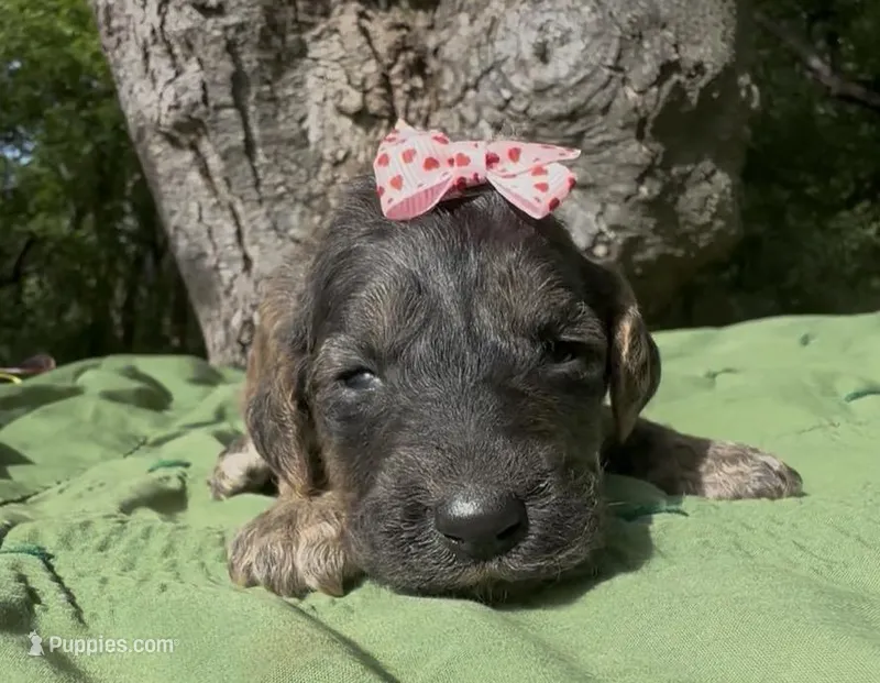 Ember – Afghan Hound, Poodle - Standard  puppy for sale in Hamilton, TX