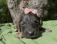 Ember, a female Afghan Hound and Poodle - Standard  for sale in Hamilton, TX – Photo 1 of 3