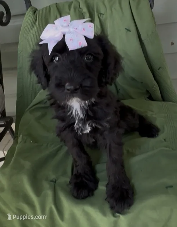 Zelda – Schnoodle puppy for sale in Hamilton, TX
