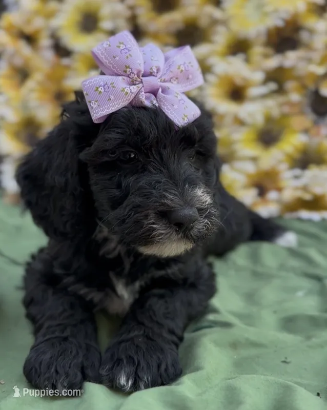 Zara – Schnoodle puppy for sale in Hamilton, TX