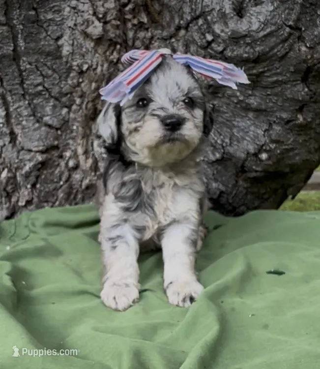 Pheobe – Schnoodle puppy for sale in Hamilton, TX