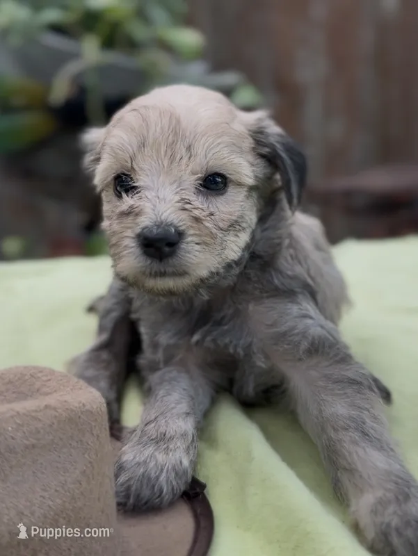 Joel – Schnoodle puppy for sale in Hamilton, TX