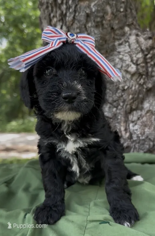 Zara – Schnoodle puppy for sale in Hamilton, TX