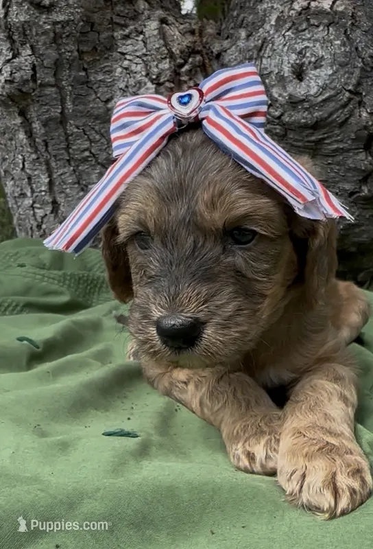 Emerey  – Afghan Hound, Poodle - Standard  puppy for sale in Hamilton, TX