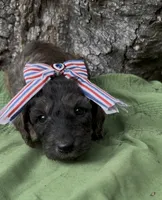 Elysia, a female Afghan Hound and Poodle - Standard  for sale in Hamilton, TX – 2 of 2