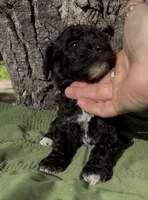 Zain, a male Schnoodle for sale in Hamilton, TX – 2 of 3