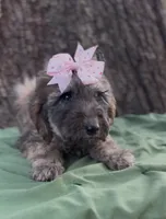 Milly, a female Afghan Hound and Poodle - Standard  for sale in Hamilton, TX – Photo 2 of 3
