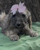 Milly, a female Afghan Hound and Poodle - Standard  for sale in Hamilton, TX – Photo 1 of 3