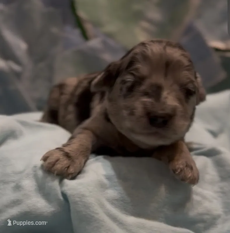 Cyrus – Schnoodle puppy for sale in Hamilton, TX