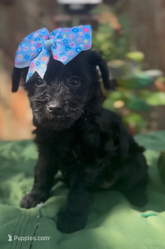 Shirley  – Schnoodle puppy for sale in Hamilton, TX