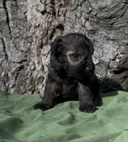 Zachary, a male Schnoodle for sale in Hamilton, TX – 2 of 3