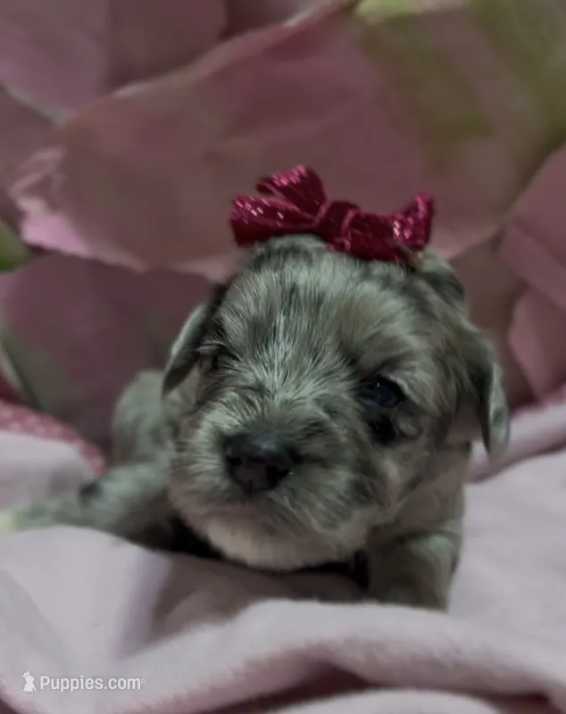 Clara – Schnoodle puppy for sale in Hamilton, TX