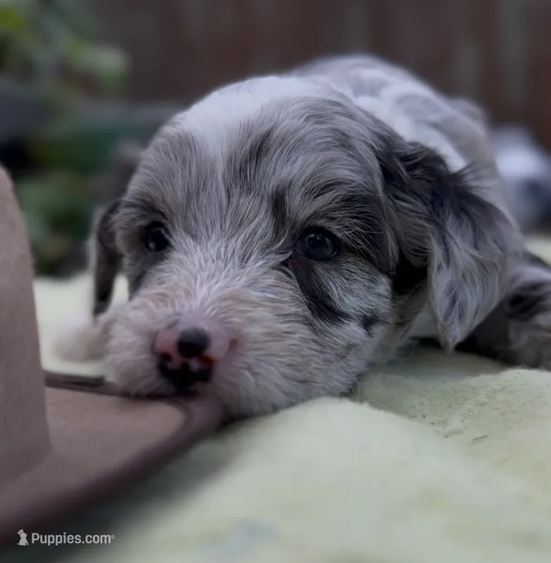 Bernard  – Schnoodle puppy for sale in Hamilton, TX