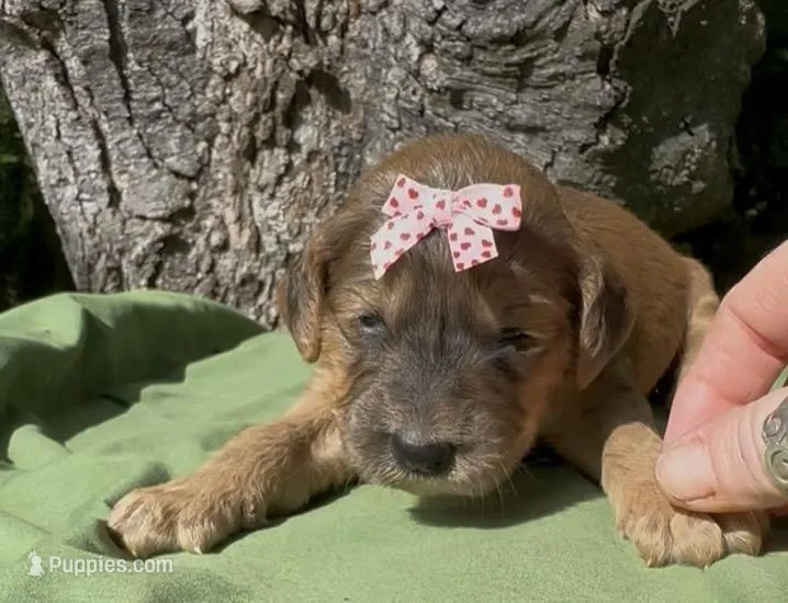 Emma – Afghan Hound, Poodle - Standard  puppy for sale in Hamilton, TX