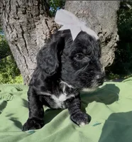 Zara, a female Schnoodle for sale in Hamilton, TX – 3 of 3
