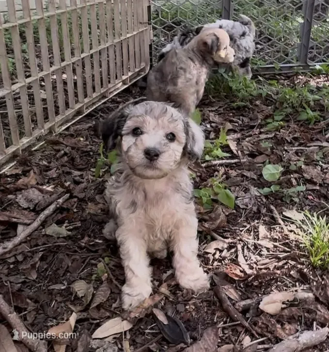 Maverick  – Schnoodle puppy for sale in Hamilton, TX