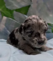 Harvey, a male Schnoodle for sale in Hamilton, TX – 1 of 3