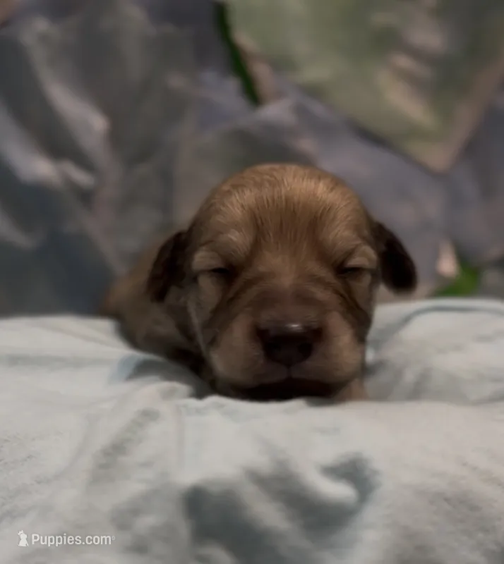 Joel – Schnoodle puppy for sale in Hamilton, TX