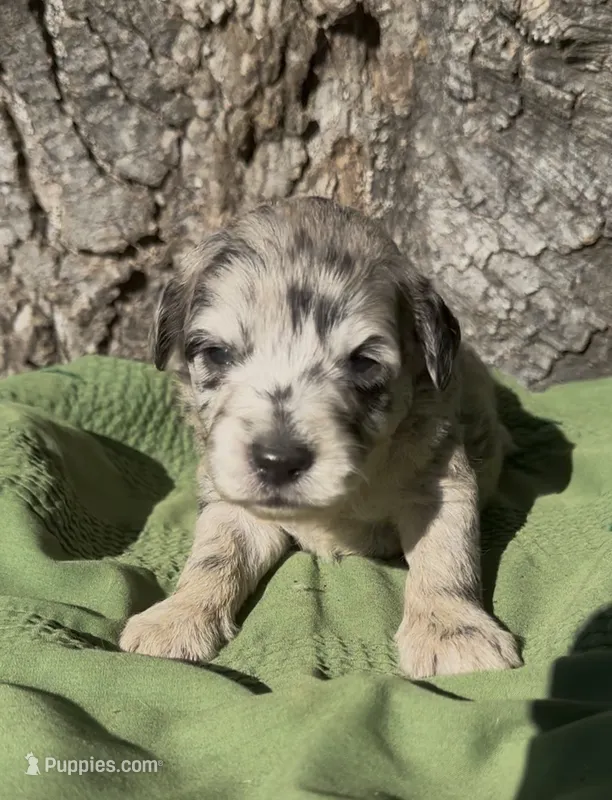 Preston  – Schnoodle puppy for sale in Hamilton, TX
