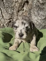 Preston , a male Schnoodle for sale in Hamilton, TX – 1 of 3