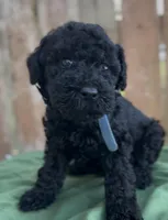 Armor , a male Schnoodle for sale in Hamilton, TX – Photo 3 of 7