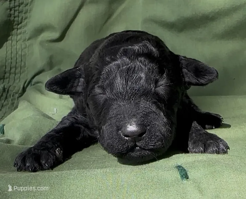 Armor , a male Schnoodle for sale in Hamilton, TX – Photo 1 of 2