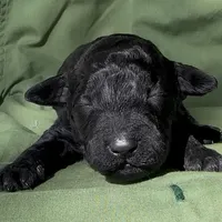 Armor , a male Schnoodle for sale in Hamilton, TX – Photo 6 of 7